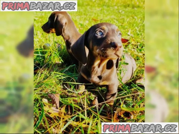 Jezevčík hladkosrstý trpasličí na prodej Jezevčík hladkosrstý trpasličí na prodej