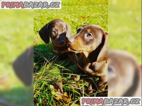 Jezevčík hladkosrstý trpasličí na prodej Jezevčík hladkosrstý trpasličí na prodej