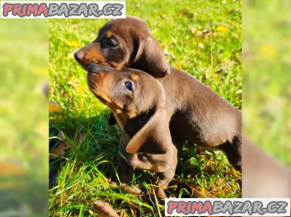 Jezevčík hladkosrstý trpasličí na prodej Jezevčík hladkosrstý trpasličí na prodej