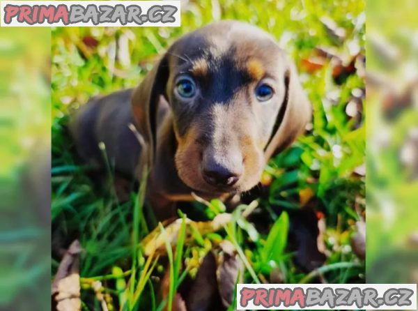 Jezevčík hladkosrstý trpasličí na prodej Jezevčík hladkosrstý trpasličí na prodej
