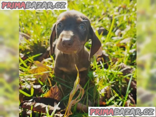 Jezevčík hladkosrstý trpasličí na prodej Jezevčík hladkosrstý trpasličí na prodej