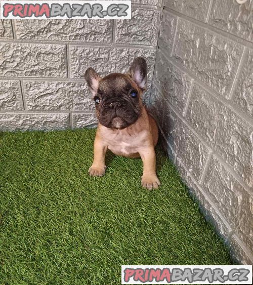 Francouzský buldoček
