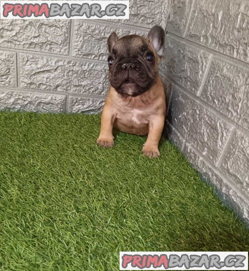 Francouzský buldoček Francouzský buldoček