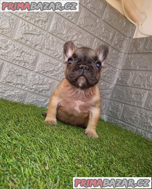 Francouzský buldoček Francouzský buldoček