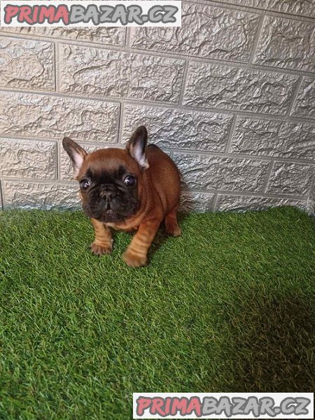 Francouzský buldoček Francouzský buldoček