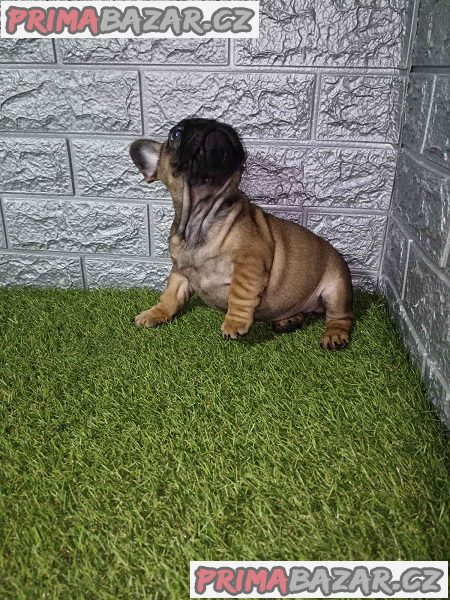 Francouzský buldoček Francouzský buldoček