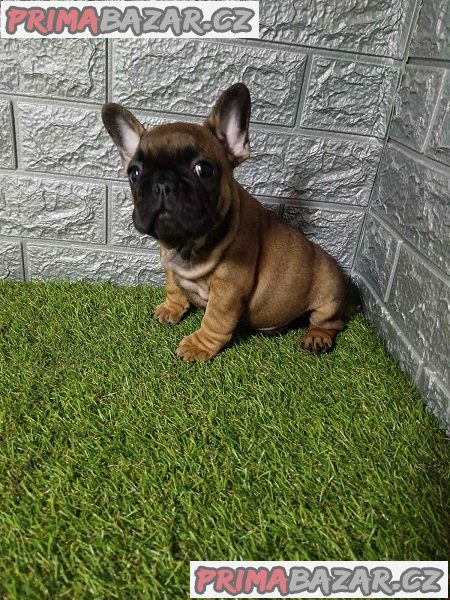 Francouzský buldoček Francouzský buldoček