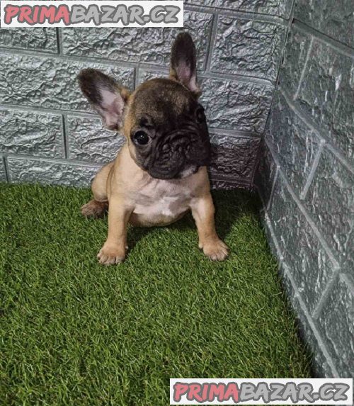 Francouzský buldoček Francouzský buldoček