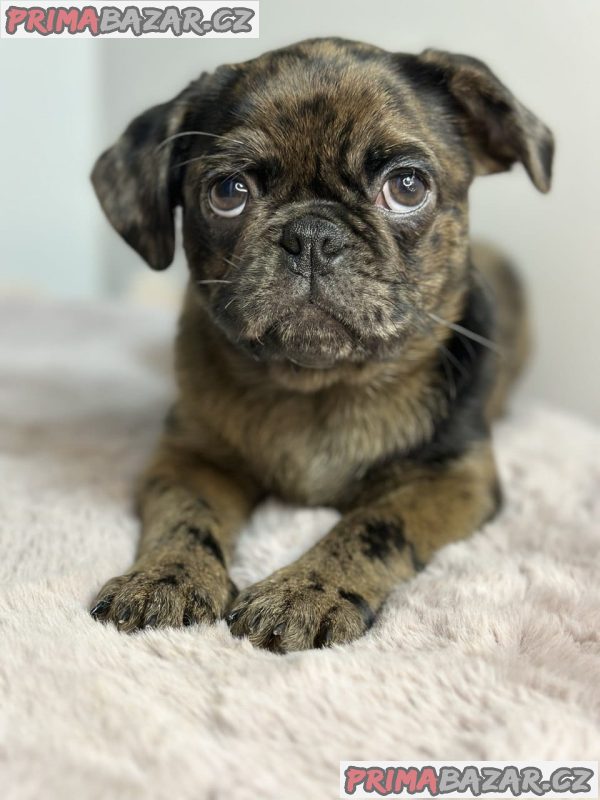 Exotic pug Exotic pug