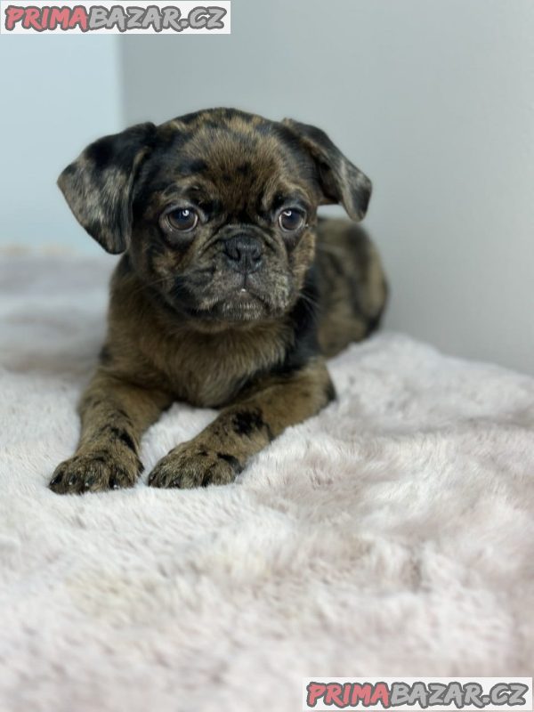 Exotic pug Exotic pug