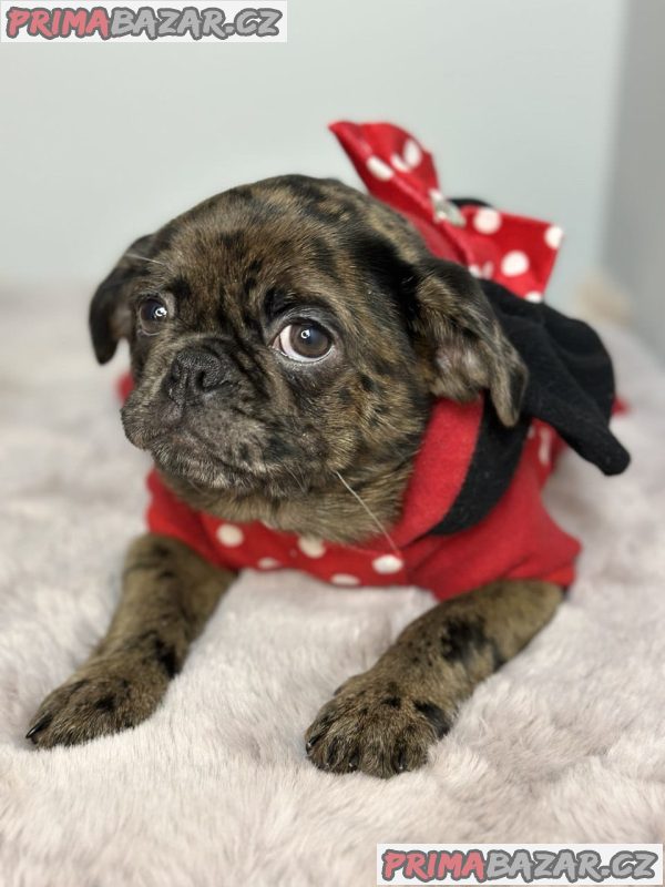 Exotic pug Exotic pug