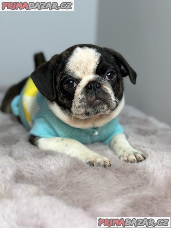 Exotic pug Exotic pug