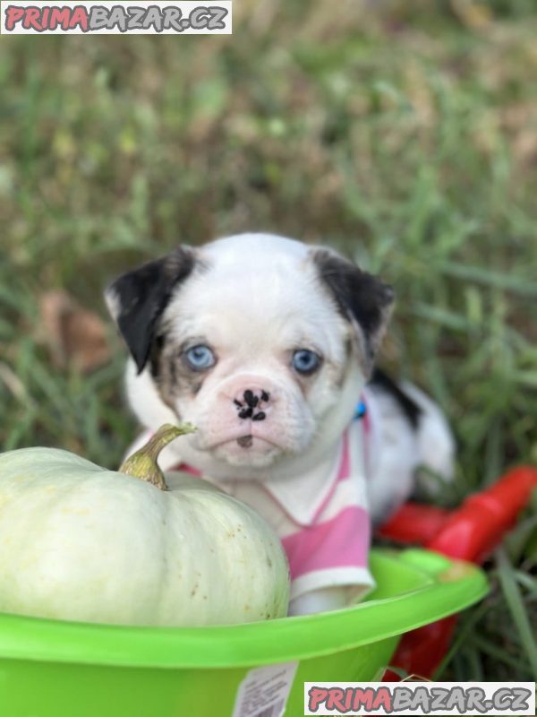 Exotic design griffon