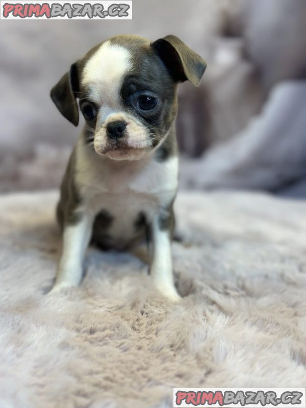 Exotic design griffon