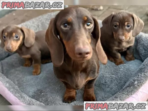 Jezevčík hladkosrstý trpasličí