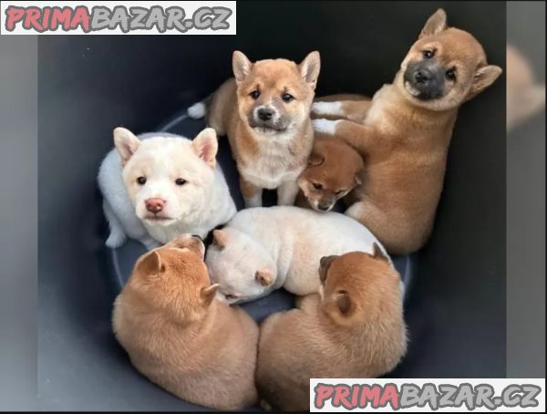 Zdravá a hravá štěňata Shiba Inu.