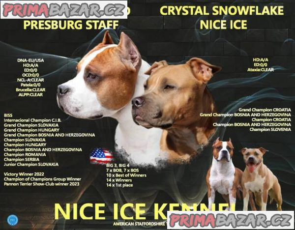 Americký stafordšírský teriér