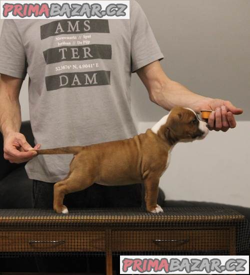 Americký stafordšírský teriér