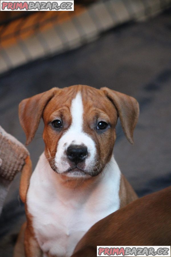 Americký stafordšírský teriér