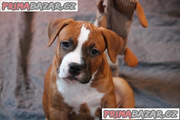 Americký stafordšírský teriér