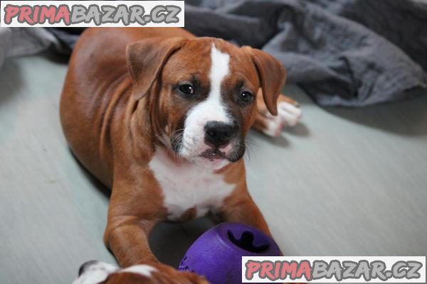 Americký stafordšírský teriér