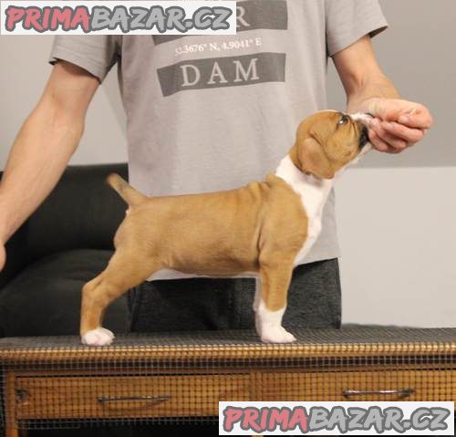 Americký stafordšírský teriér