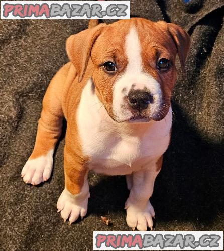 Americký stafordšírský teriér