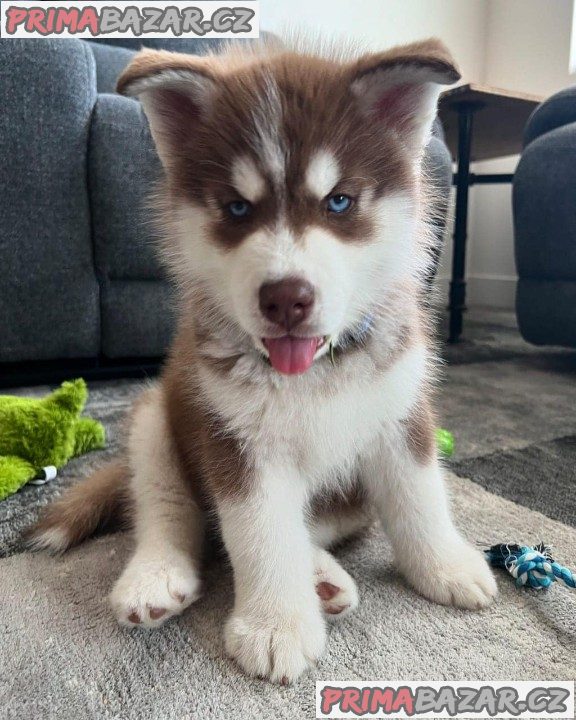 Sibiřský husky - Štěňata s PP