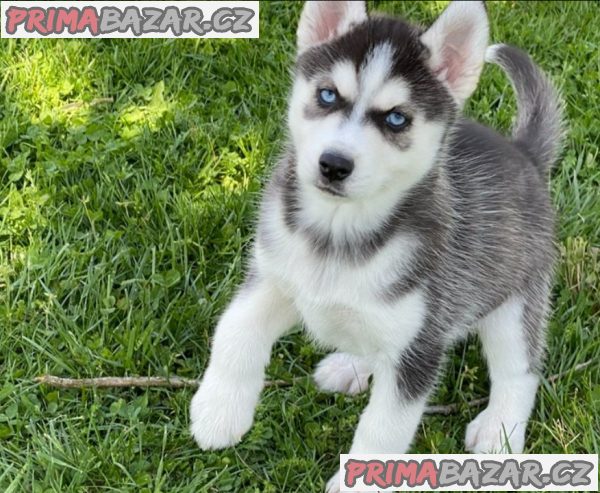 Prodám štěňata sibiřského huskyho v Jihlavě