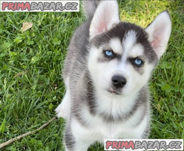 Prodám štěňata sibiřského huskyho v Jihlavě