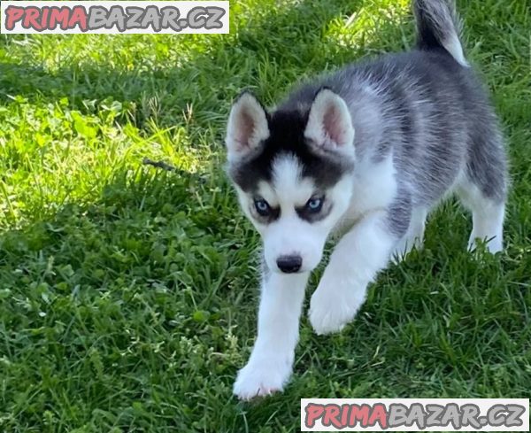 Prodám štěňata sibiřského huskyho v Jihlavě