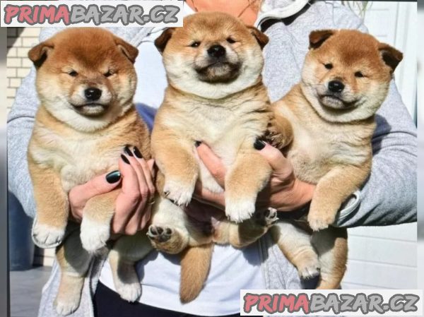 Štěňátka Shiba inu