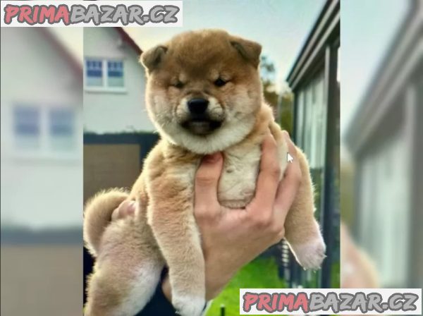 Štěňátka Shiba inu