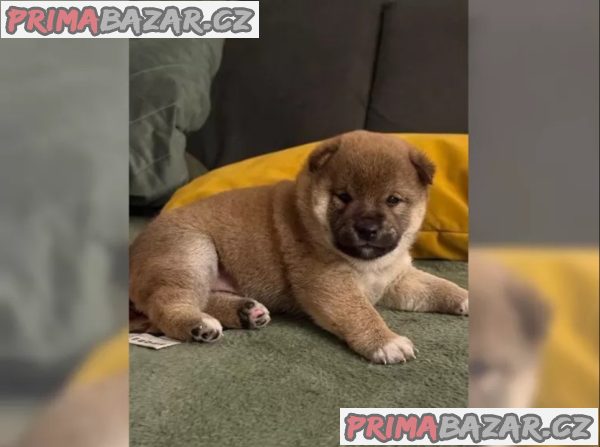 Štěňátka Shiba inu