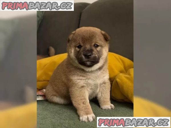 Štěňátka Shiba inu