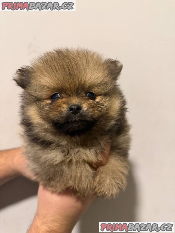 Pomeranian puppies for sale