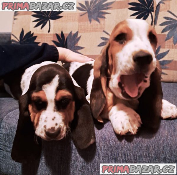 We offer Basset puppies