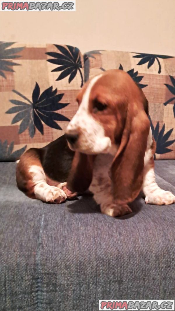 We offer Basset puppies We offer Basset puppies