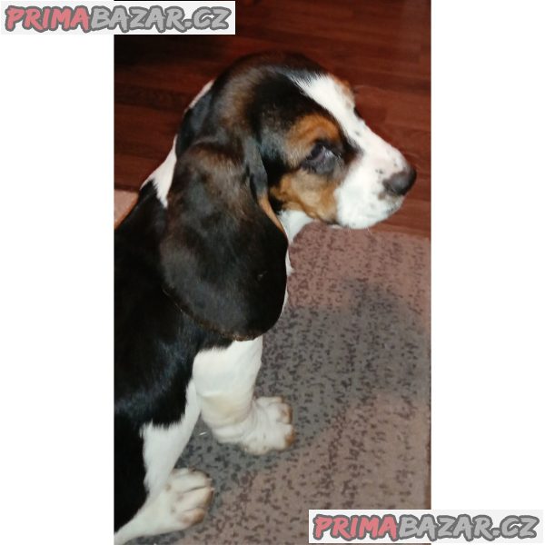 We offer Basset puppies We offer Basset puppies