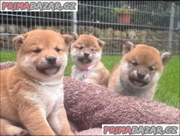 Shiba inu štěňátka