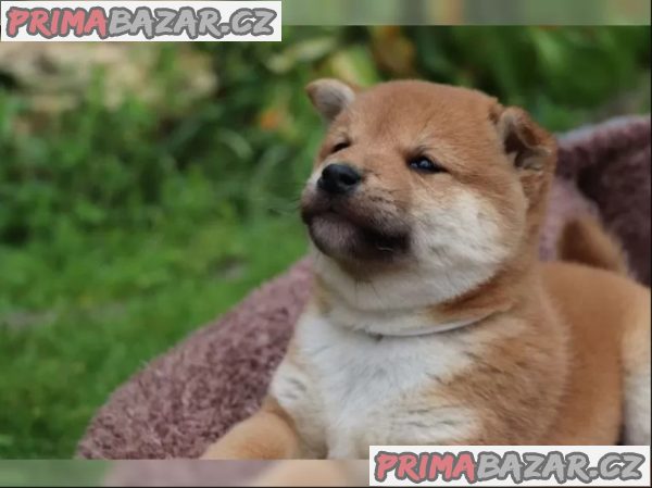 Shiba inu štěňátka