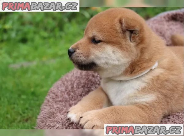 Shiba inu štěňátka