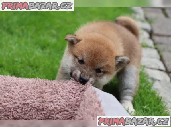 Shiba inu štěňátka