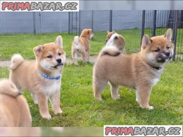 Roztomilá štěňátka Shiba Inu hledají milující domov.