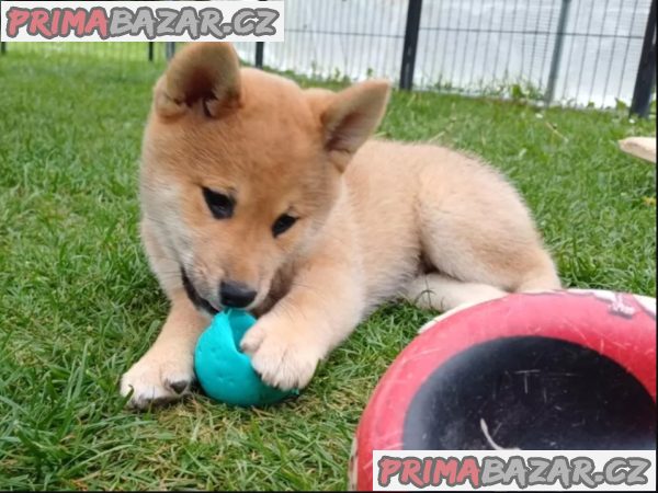 Roztomilá štěňátka Shiba Inu hledají milující domov.