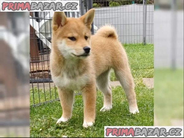 Roztomilá štěňátka Shiba Inu hledají milující domov.