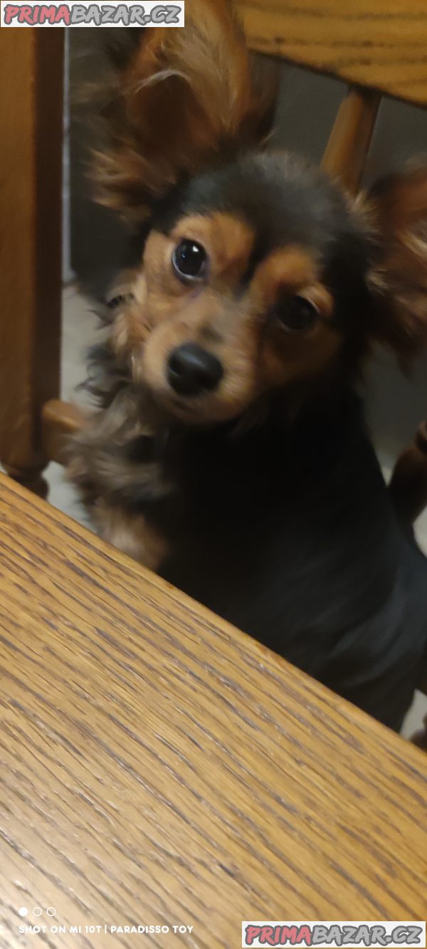 Ruský Toy - poslední dva