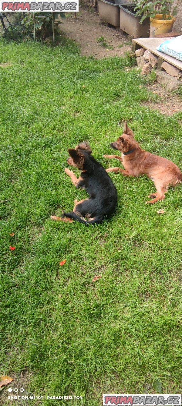 Ruský Toy - poslední dva