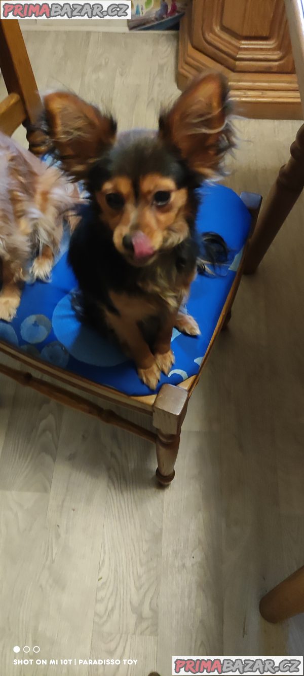 Ruský Toy - poslední dva