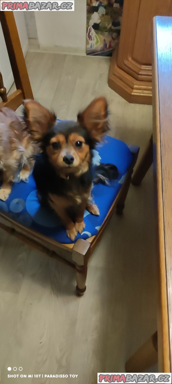 Ruský Toy - poslední dva